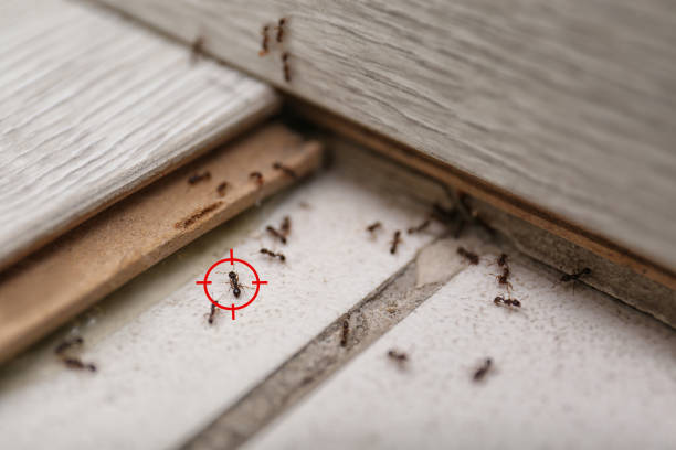 Professional Pest Control in Mulberry, IN