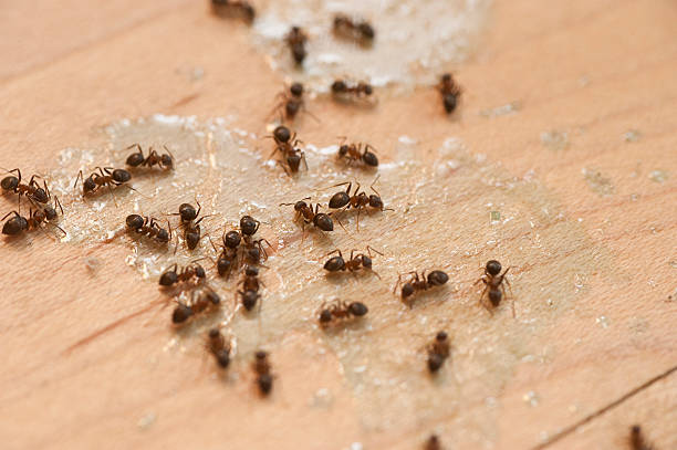 Best Insect Control  in Mulberry, IN